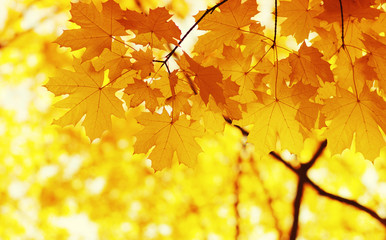  Autumn leaves on blurred nature background.