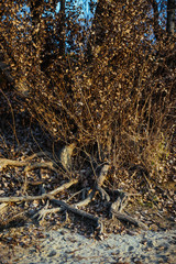 Tree roots in autumn dress