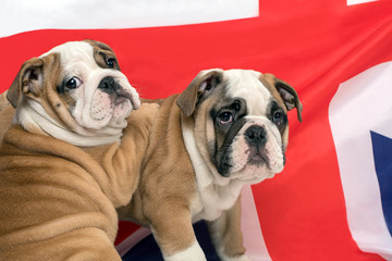 Two English Bulldog puppies
