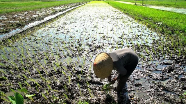 Rural farm worker planting rice seedlings in fertile soil Java South East Asia