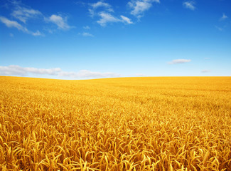 wheat field and clouds