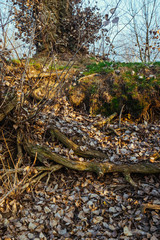 Tree roots in autumn dress