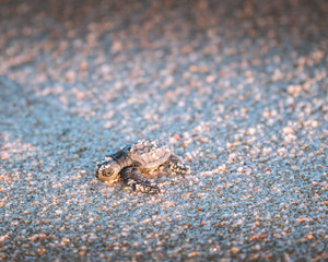 Baby Sea Turtle