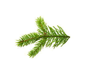 Fir branch isolated on white