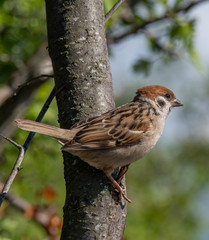 Eurasian tree sparrow (Passer Montanus) sitting sideways on a branch.