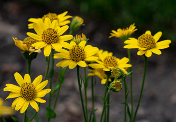 Close view of yellow Arnica (Arnica Montana) herb blossoms.Note: Shallow depth of field