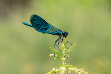 Beautiful  Banded Demoiselle( Calopteryx splendens) belonging to the family Calopterygidae