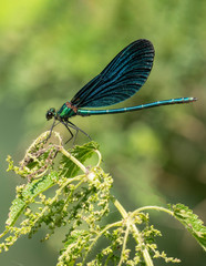 Beautiful  Banded Demoiselle( Calopteryx splendens) belonging to the family Calopterygidae