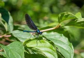 Beautiful  Banded Demoiselle( Calopteryx splendens) belonging to the family Calopterygidae