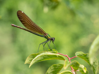 Beautiful  Banded Demoiselle( Calopteryx splendens) belonging to the family Calopterygidae