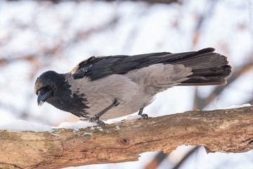 Carrion Crow (Corvus corone) sitting on tree branch
