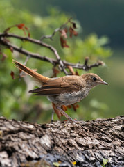 Common Nightingale(Luscinia megarhynchos) perched on a branch.