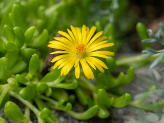 Close up photo of  Aizoaceae, Delosperma nubigenum, Tetragonia expansa