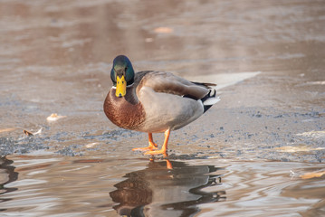 Birds and animals in wildlife. Close up of Male Mallard Duck.