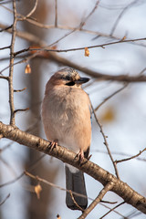 Eurasian jay, Garrulus glandarius, sitting on a branch in nature.