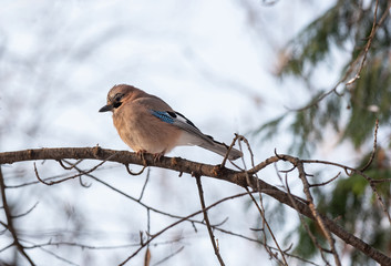Eurasian jay, Garrulus glandarius, sitting on a branch in nature.