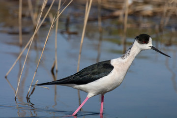 The black-winged stilt (Himantopus himantopus) bird on salt lake