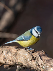 Obraz premium Blue tit (Parus caeruleus)resting on tree branch
