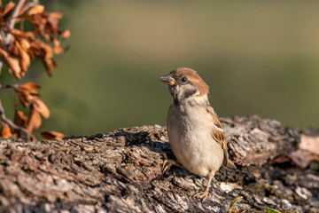 Eurasian tree sparrow (Passer Montanus)  sitting near a small pond in the forest