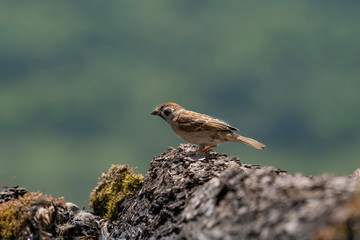 Eurasian tree sparrow (Passer Montanus)  sitting near a small pond in the forest
