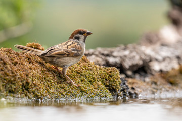 Eurasian tree sparrow (Passer Montanus)  sitting near a small pond in the forest