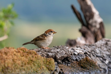 Eurasian tree sparrow (Passer Montanus)  sitting near a small pond in the forest