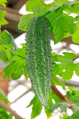 Bitter melon