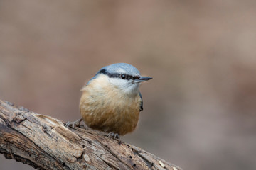 European nuthatch (Sitta europaea) on a tree bark