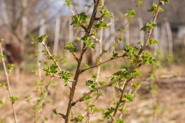 branch of gooseberry on natural background