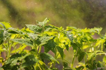 droplets of water on the sprouts of tomatoes