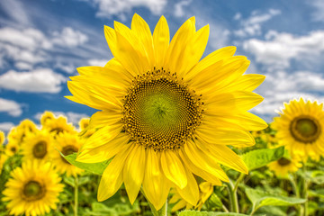 Obraz premium Close-up view of a young sunflowers over cloudy sky