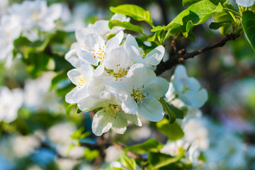 Apple tree blooms in spring