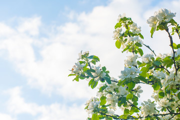 Apple tree blooms in spring