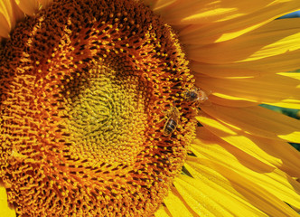 Close-up view of a young sunflowers  over cloudy sky
