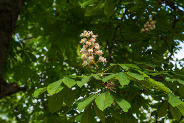 chestnut blossom on the tree
