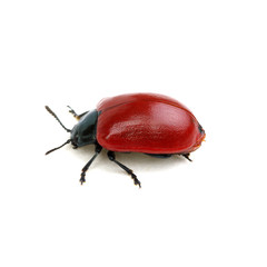 red beetle on a white