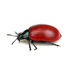 red beetle on a white