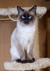 young cat, kitten of Siam  oriental breed, bobtail Mekong