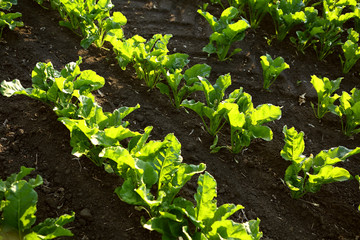 Green beetroots plant