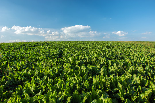 Large field of fodder beets and white clouds on a blue sky