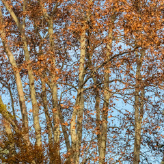Saint-Miter park in Aix-en-Provence