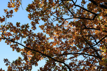 Fototapeta premium yellow tree in autumn