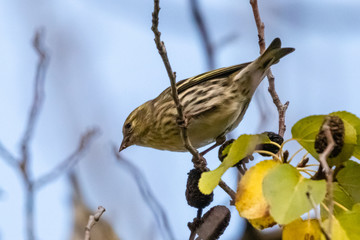 female blackbird in a garden