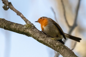 familiar robin in a garden
