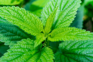 Stinging nettle close-up texture, Urtica dioica, common nettle, domestic nettle