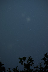 Blue sky stars and tree in the dark night