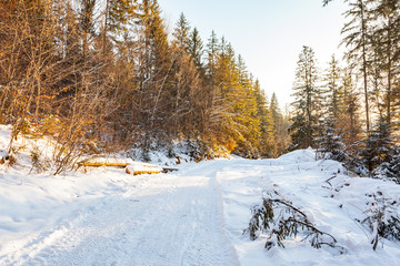 The winter forest road