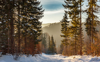 Obraz premium A forest road on a winter morning