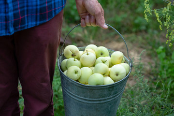 Fresh summer apples in bucket