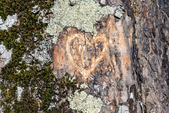 A heart cymbol carved on the tree